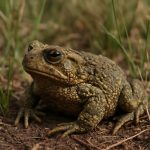 Wyoming Toad Comeback: Inside the Race to Save a Vanishing Species (2025)